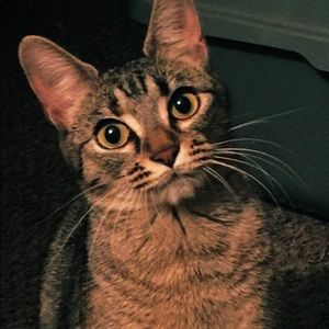 Meet your Posher, Kelly